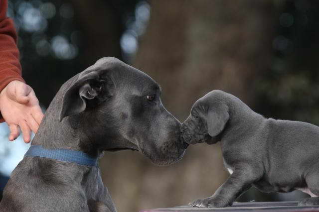 Great Dane Australia