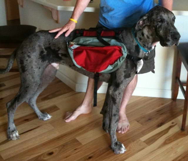 Great Dane Backpack