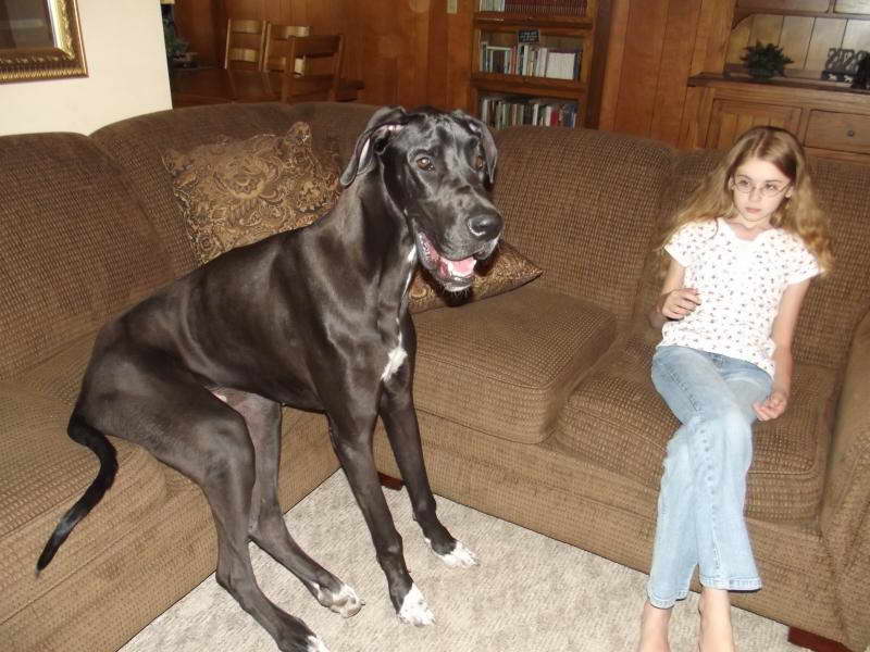 Great Dane Behavior