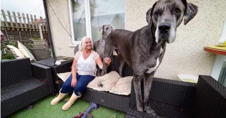 Great Dane Biggest Dog