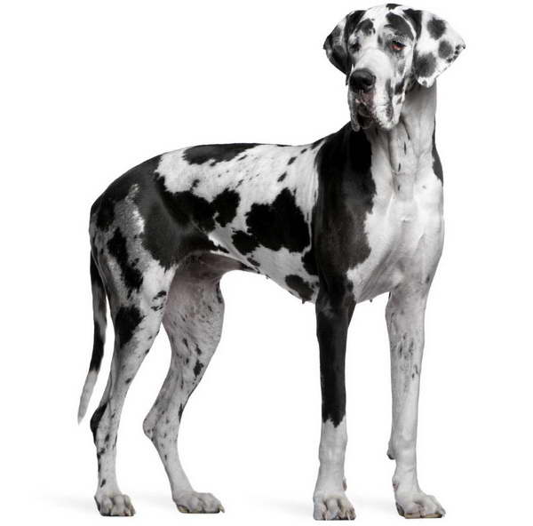 Great Dane Black And White