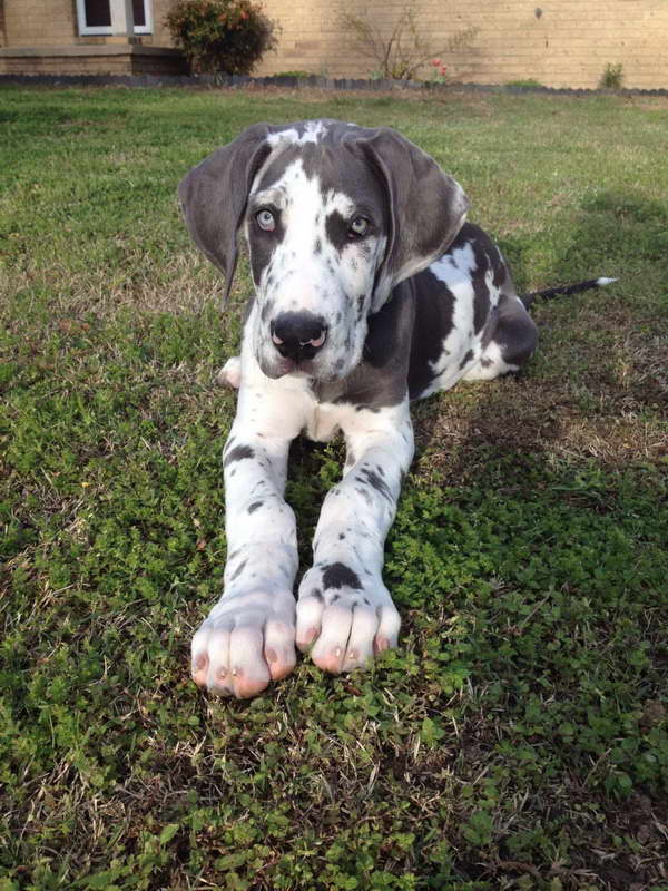 Great Dane Blue Harlequin