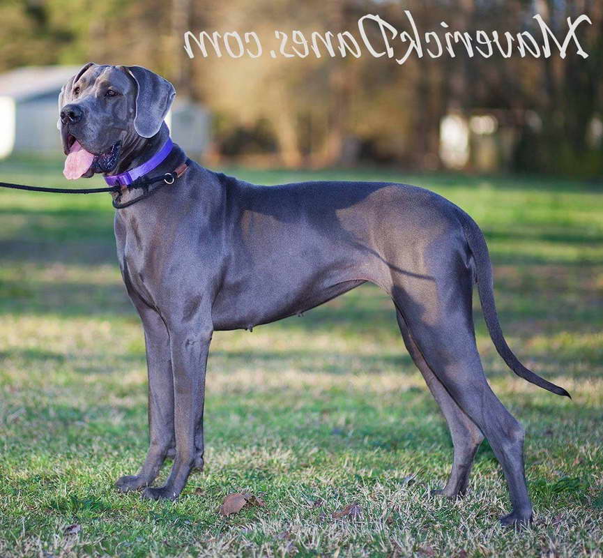 Great Dane Blue