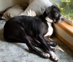 Great Dane Bone Cancer