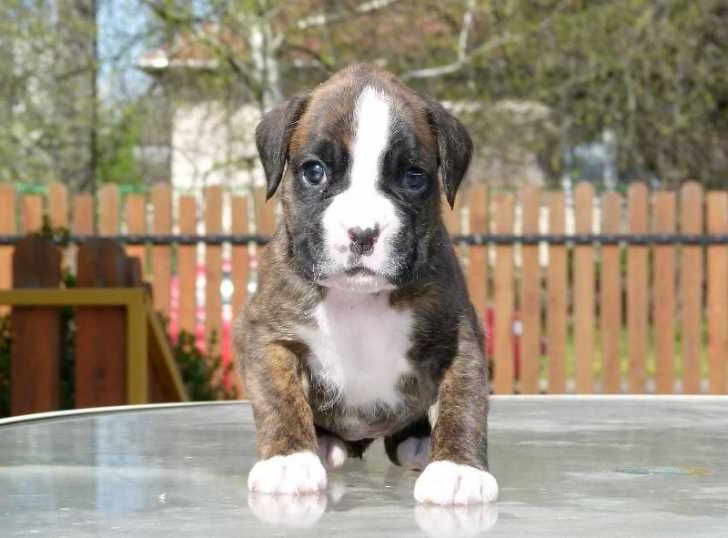 Great Dane Boxer Mix Puppies For Sale PETSIDI
