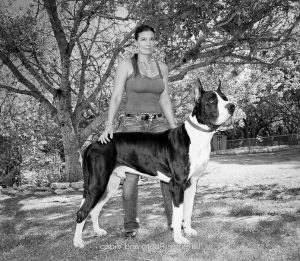 Great Dane Breeders Austin Texas