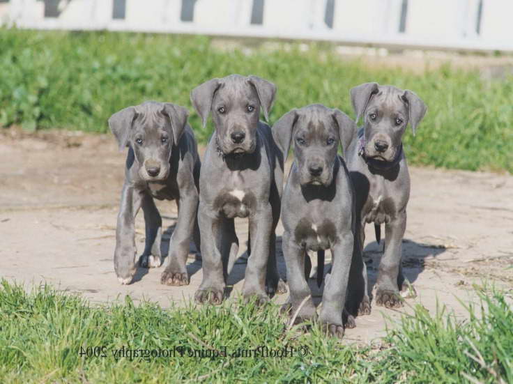 Great Dane Breeders Ca