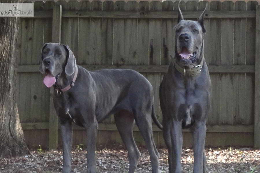 Great Dane Breeders Florida