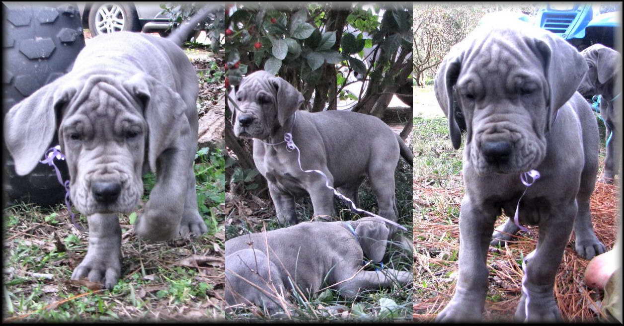 Great Dane Breeders Ga