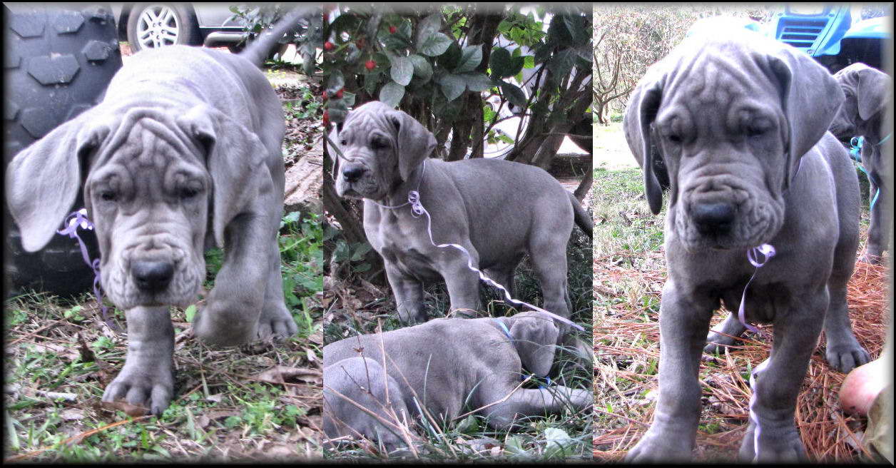 Great Dane Breeders Georgia