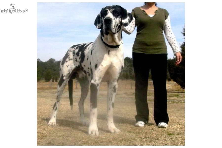 Great Dane Breeders In Georgia