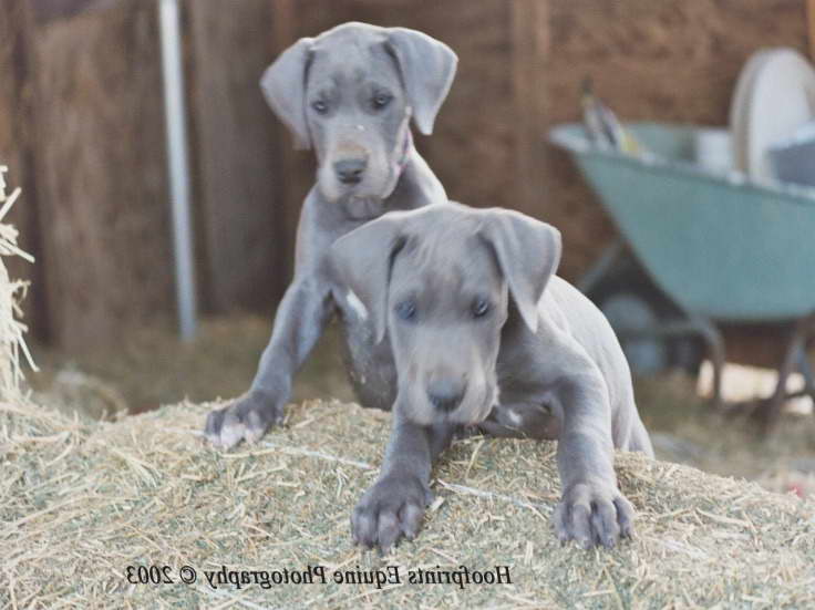 Great Dane Breeders In Illinois