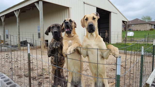 Great Dane Breeders In Missouri