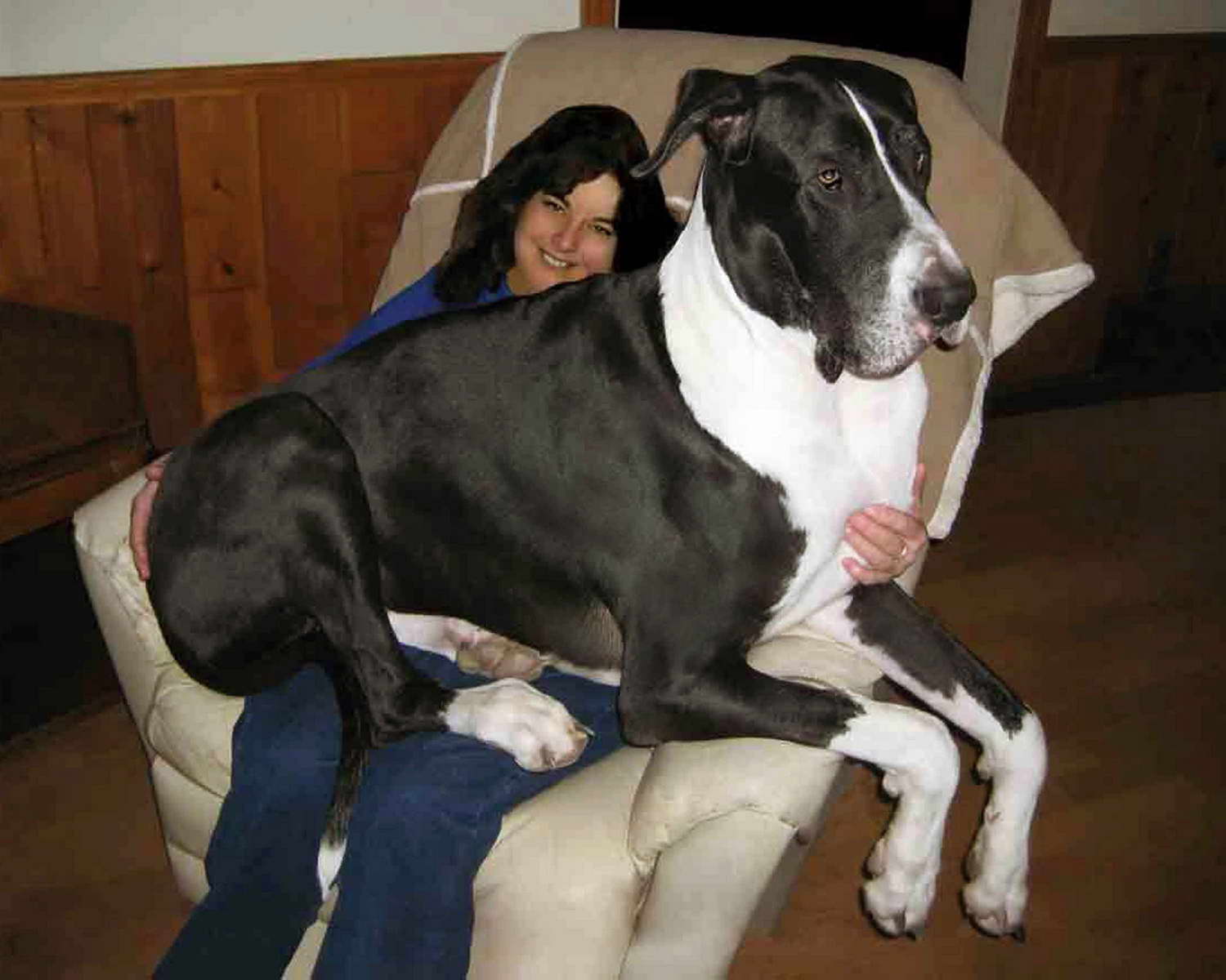 Great Dane Breeders In Nj