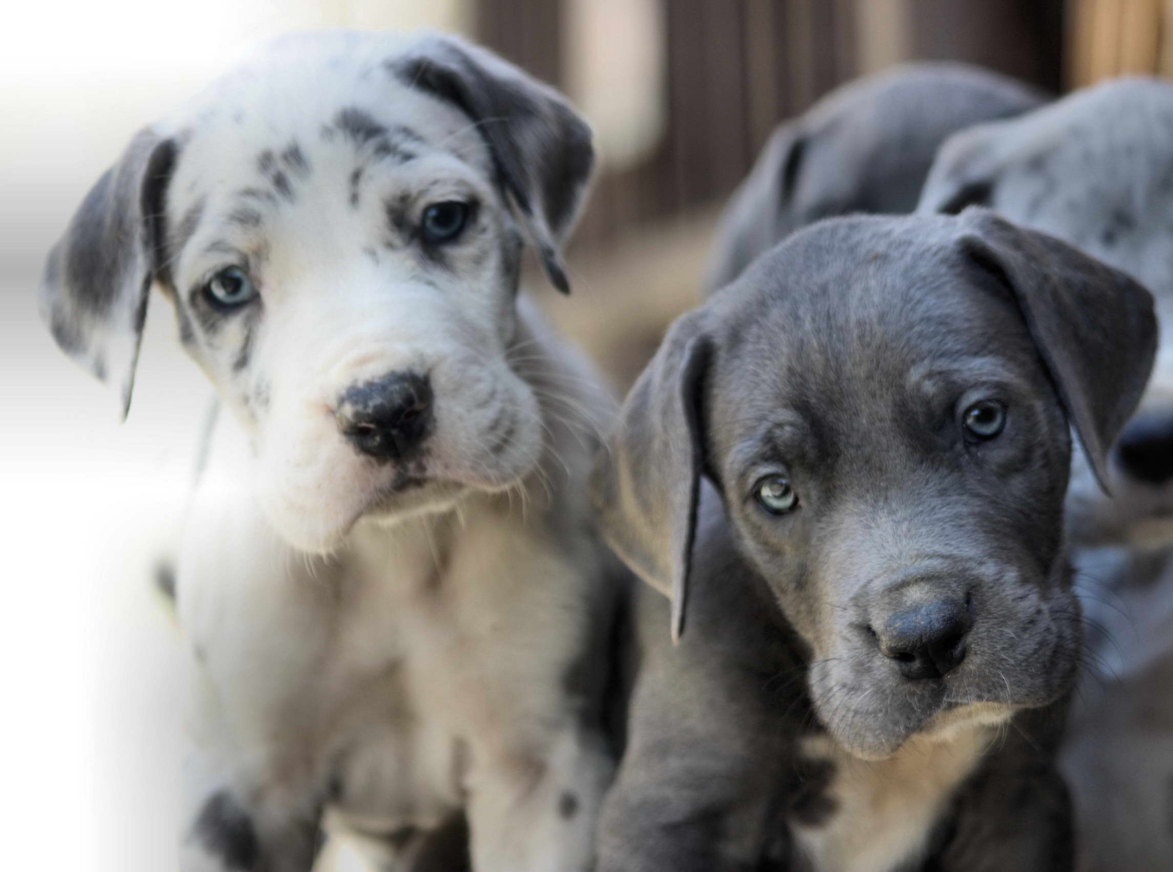 Great Dane Breeders In Tn