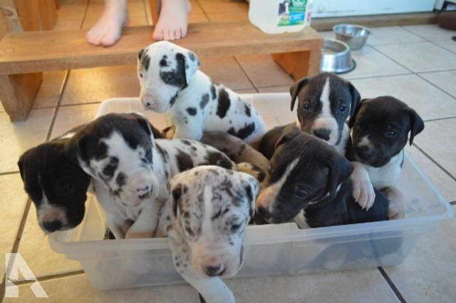 Great Dane Breeders In Wisconsin