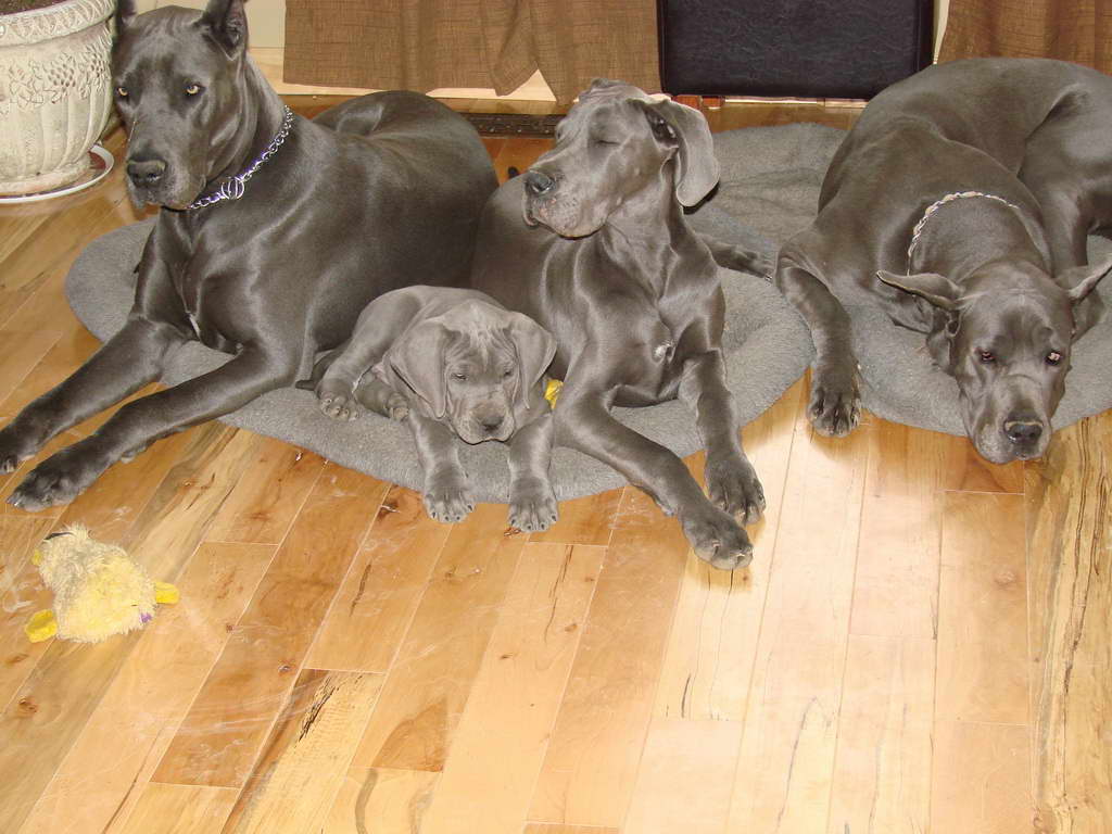 Great Dane Breeders Ky