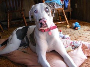 Great Dane Breeders New Mexico