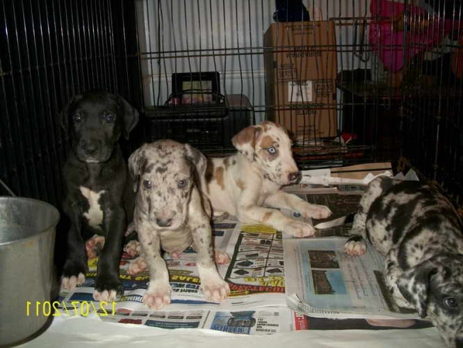 Great Dane Breeders Ontario