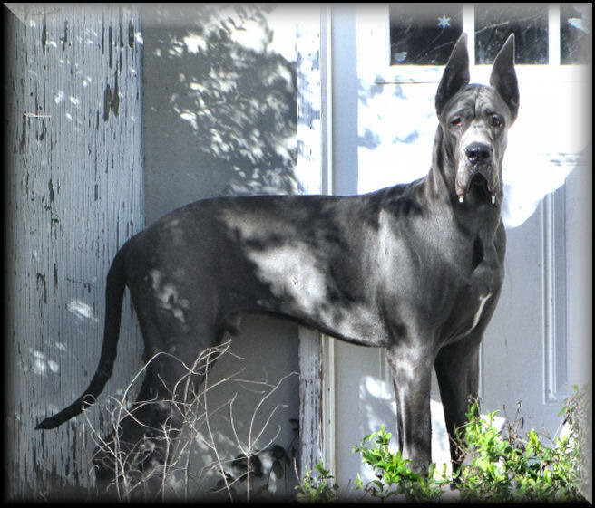 Great Dane Breeders Texas