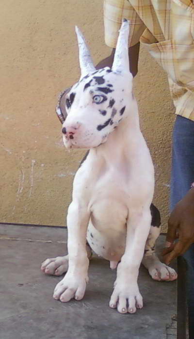 Great Dane Bull Puppies For Sale