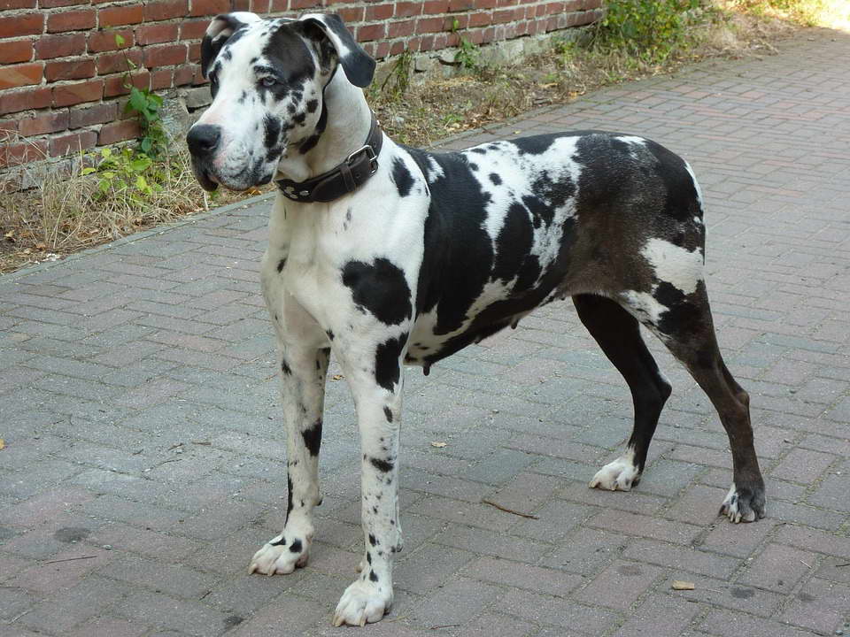 Great Dane Characteristics