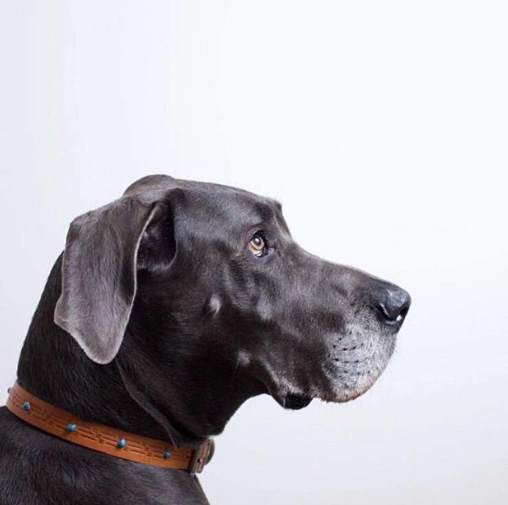 Great Dane Collar Size