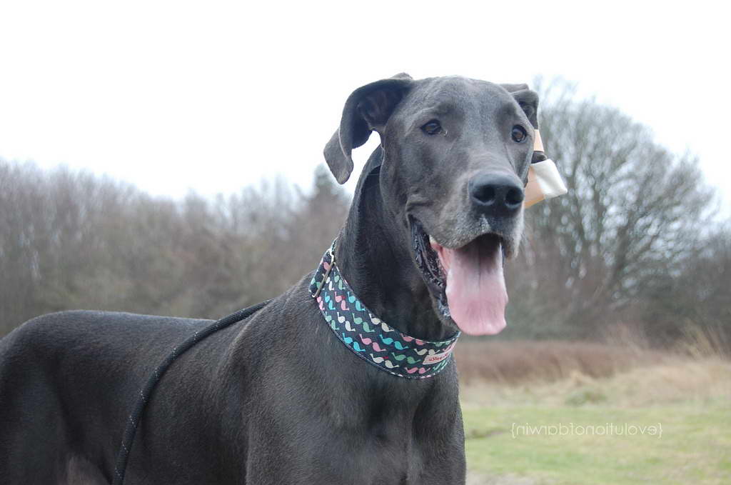 great dane collars and leads