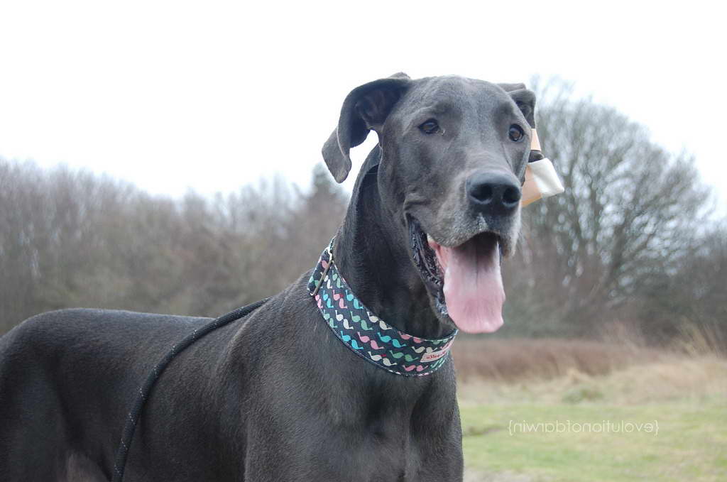 Great Dane Collars And Leads