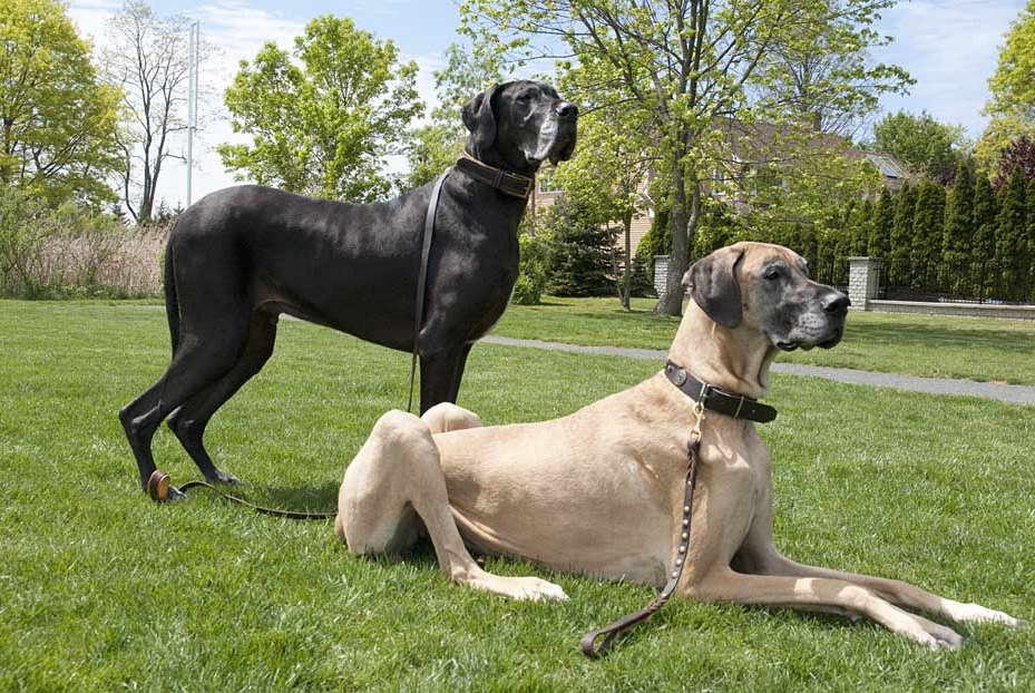 Great Dane Collars And Leashes