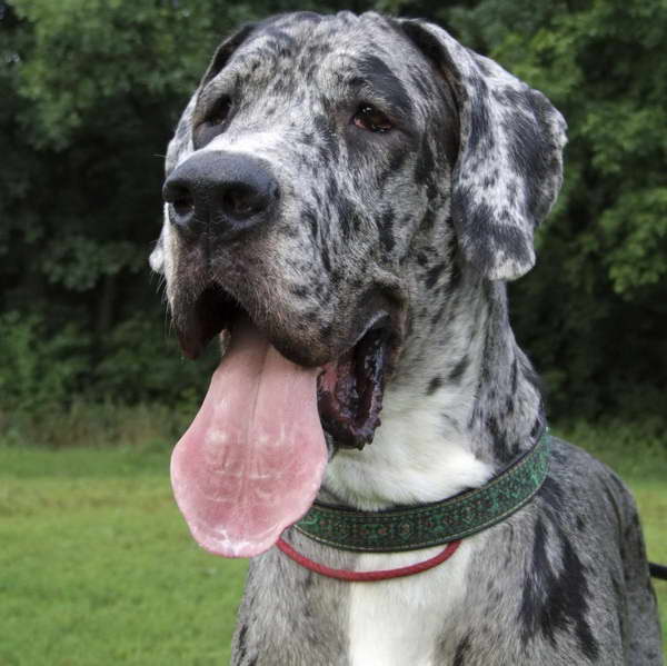 Great Dane Colors