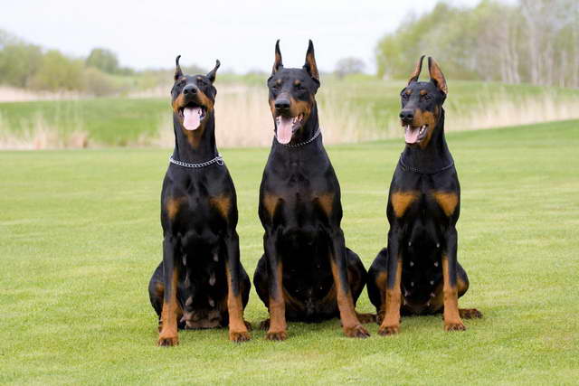 Great Dane Cropped Ears