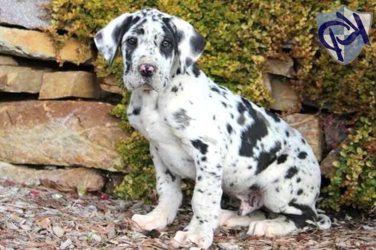 Great Dane Dalmation Mix Puppies For Sale