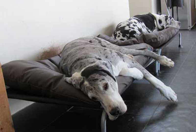Great Dane Dog Beds