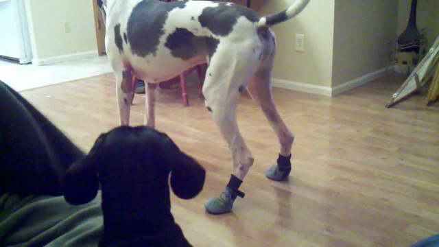 Great Dane Dog Boots