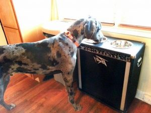 Great Dane Dog Bowls