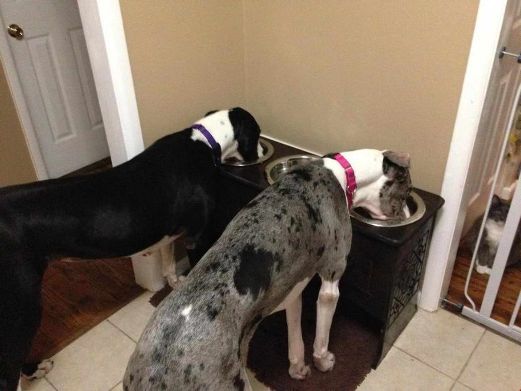 Great Dane Dog Bowls And Feeders