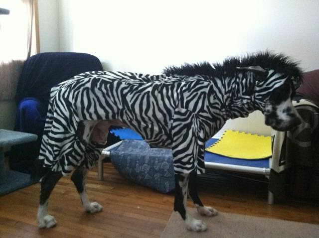 Great Dane Dog Costume