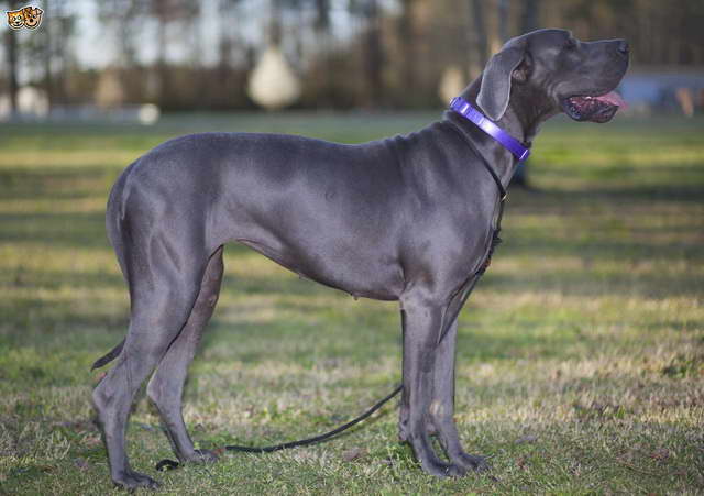 Great Dane Dog Pictures