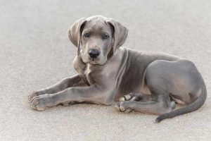 Great Dane Dog Puppies