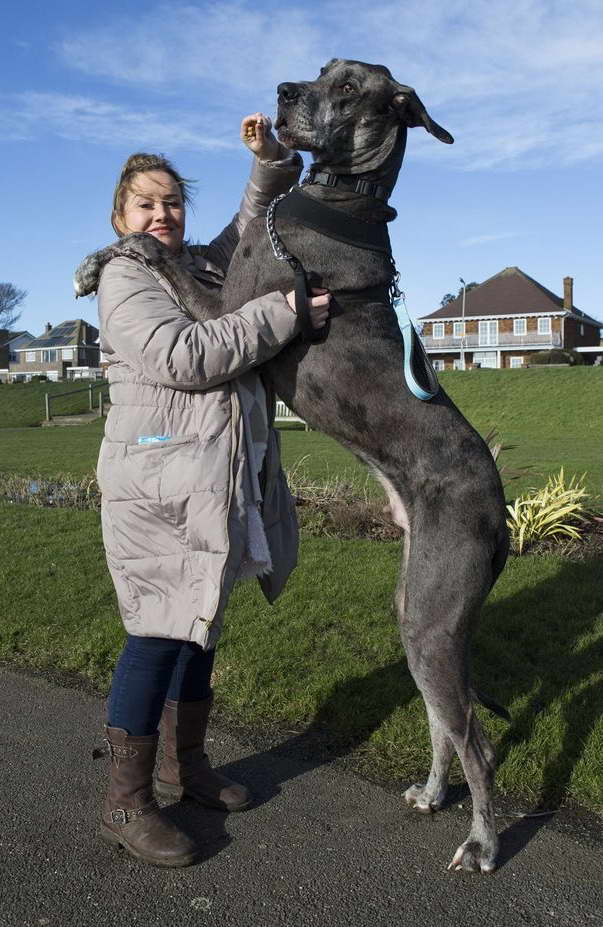 Great Dane Dog Size