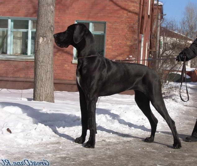 Great Dane Dog Supplies