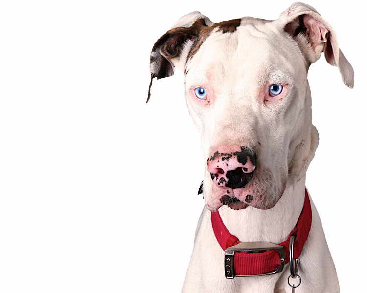 Great Dane Dogs For Adoption