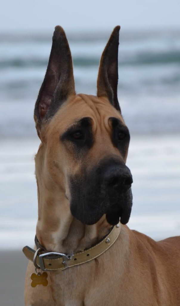 Great Dane Ears