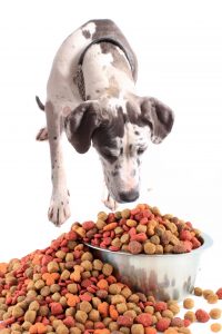 Great Dane Eating