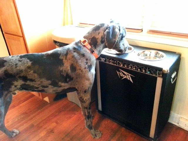 Great Dane Elevated Food Bowls