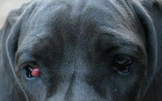 Great Dane Eye Problems