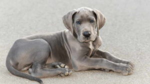 Great Dane Facts