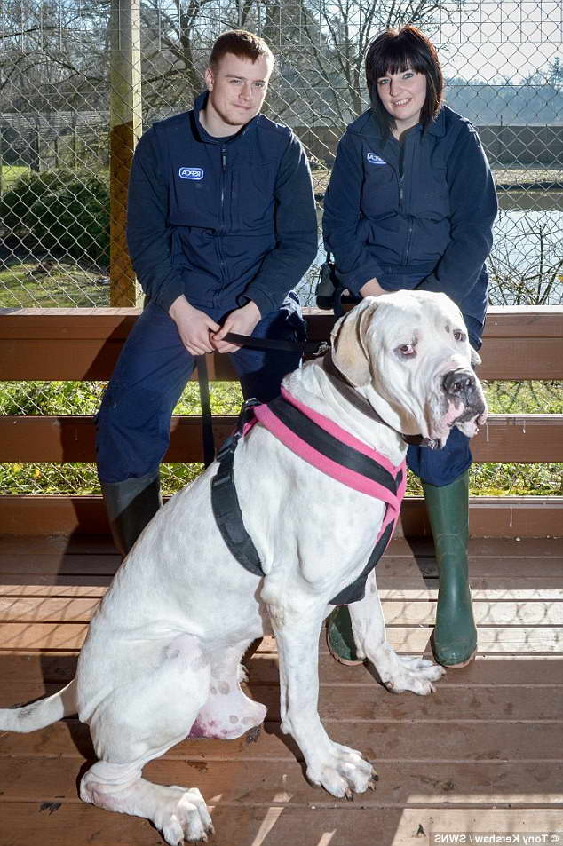 Great Dane For Rehoming