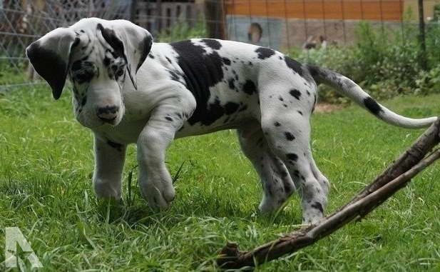 Great Dane For Sale Az